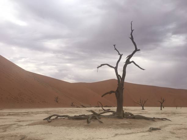 istock Sossusvlei of Namibia 1164570222