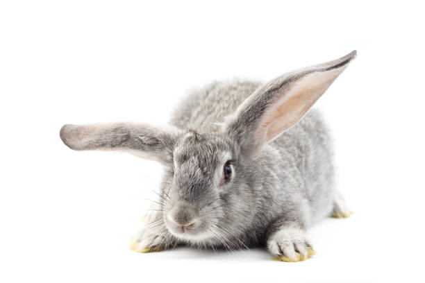 istock Gray little fluffy rabbit isolated on white background 1164570226