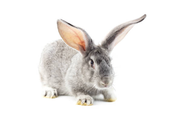 istock Gray little fluffy rabbit isolated on white background 1164570388