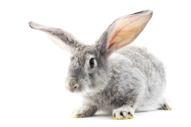 istock Gray little fluffy rabbit isolated on white background 1164570455