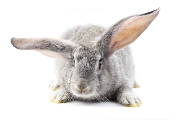 istock Gray little fluffy rabbit isolated on white background 1164570540