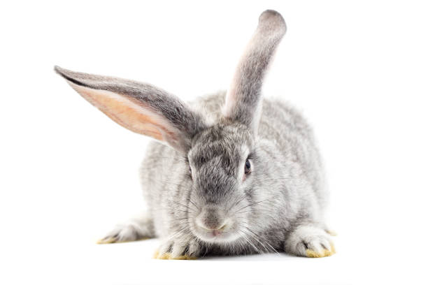 istock Gray little fluffy rabbit isolated on white background 1164570622