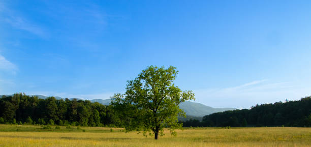 istock Scenic mountain valley landscape 1164570692