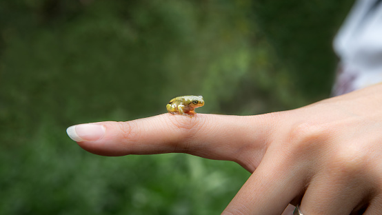 Woman holding a small forest frog toad close-up. People interacting with little wild reptile animal in Taiwan. Tiny baby of Hyla Chinensis tadpole is sitting on the finger. Care of environment concept.