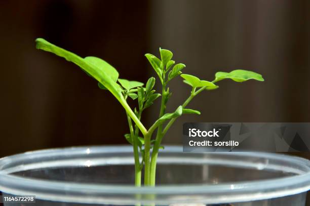 Container Moringa Tree Young Moringa Tree Sapling Up Close In Container Stock Photo - Download ...