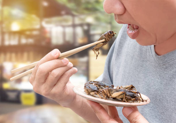 Food Insects: Man eating Cricket insect on chopsticks. Crickets deep-fried crispy for eat as food snack, it is good source of protein edible and delicious for future food. Entomophagy concept.