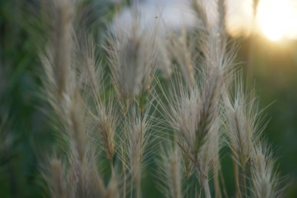 istock dry yellow grass with ears growing in a green field 1164573626
