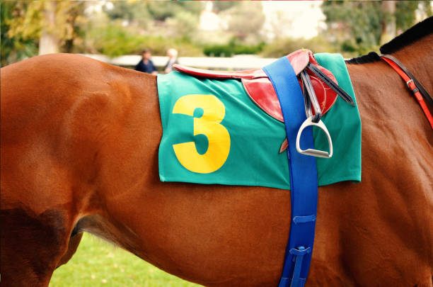 Horse Getting Prepared for Race stock photo