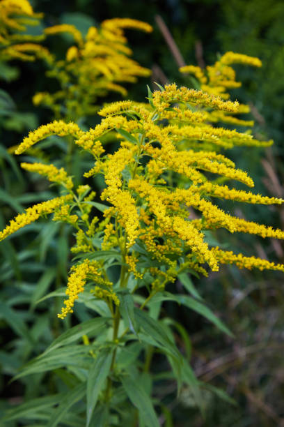 inflorescence of Solidago canadensis stock photo