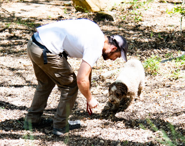 Man and dog find black truffles during a truffle hunting expedition stock photo