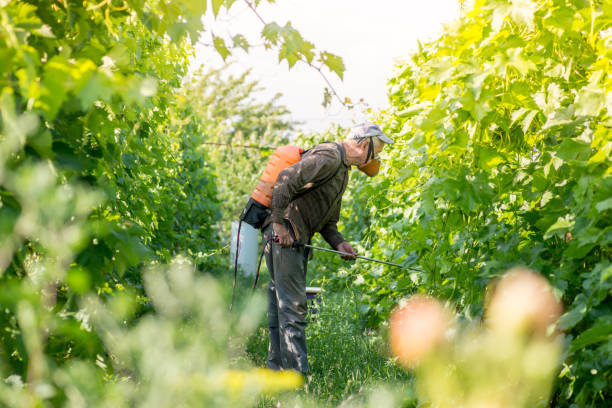 istock elderly farmer spraying vineyard from a hand pump 1164575684