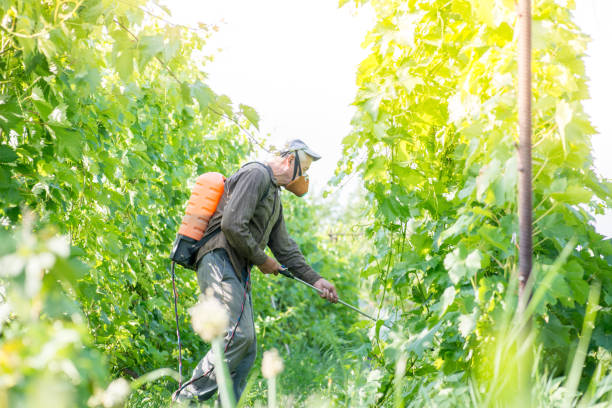istock elderly farmer spraying vineyard from a hand pump 1164575692