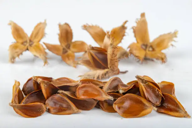 Beech tree fruit on a light table. Seeds of the deciduous tree. Light background.