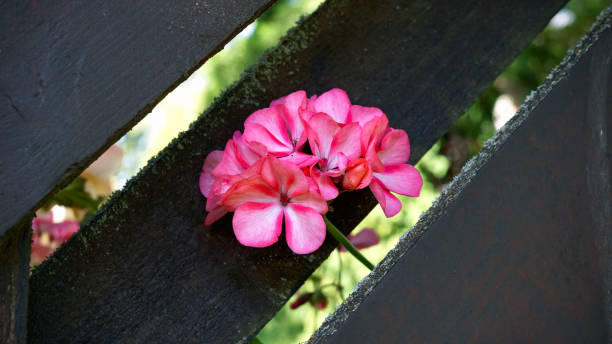 istock Blooming pink geranium flower in the garden. 1164578407