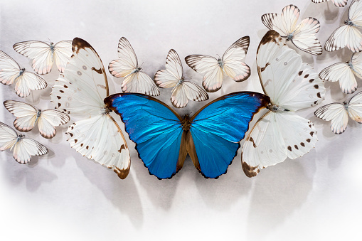 Grupo de mariposas blancas y un Morpho azul gigante con dos gigantes Pieris rapae en una mesa blanca photo