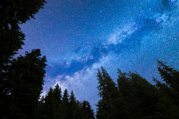 istock Blue Milky way falling stars pine trees silhouette 1164580128