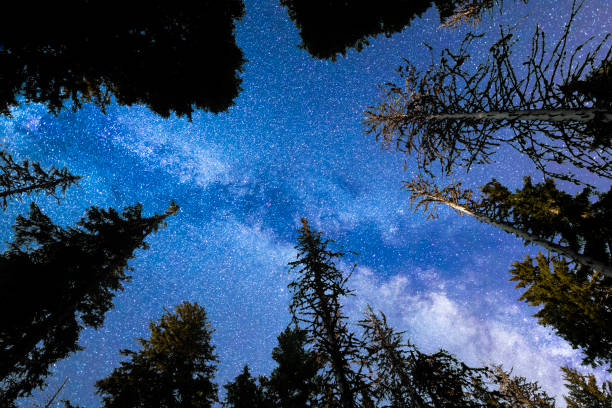 istock Blue Milky way falling stars pine trees silhouette 1164580172