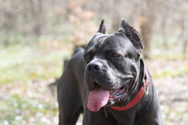 istock Cane corso italiano walking outdoor portrait in forest 1164580327