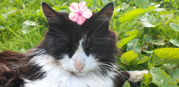 istock Cat with a flower. Cat walking in nature. Funny cat. 1164581516
