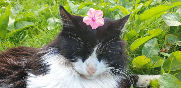 istock Cat with a flower. Cat walking in nature. Funny cat. 1164581538