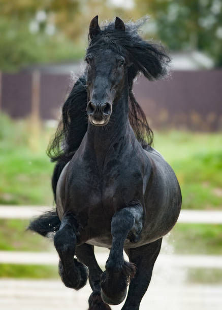 istock Beautiful friesian stallion 1164583100