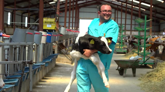 Happy farmer carrying newborn calf