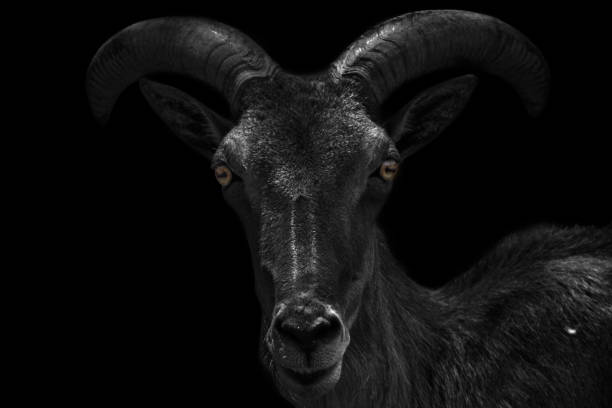 istock One very dark capricorn and black background 1164584366