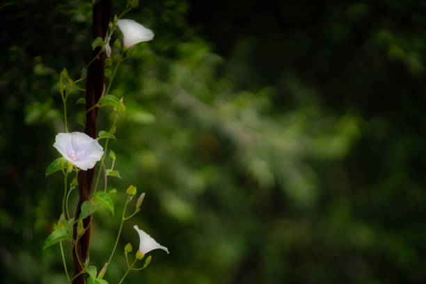 White Cluster Vine Jacquemontia pringlei with Soft Focus Background