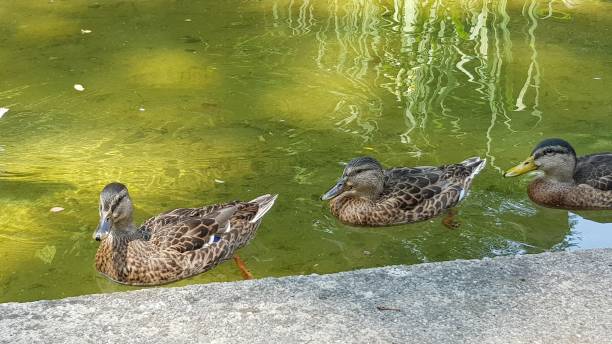 istock Wild ducks are swimming on the lake 1164585127