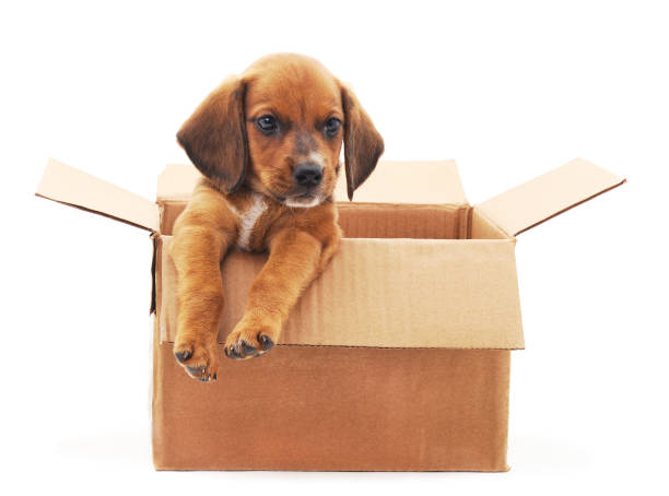 istock One little dog in the box. 1164586224