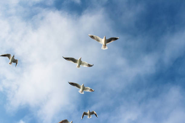 istock Seagulls flying in sky over the sea waters 1164586571