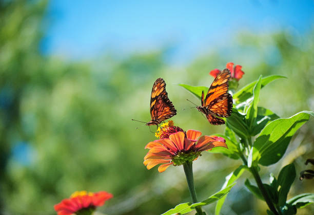 istock garden with butterflies 1164589433