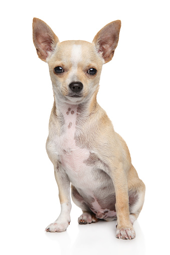 Young Mexican Chihuahua dog sits in front of white background. Animal themes, front view