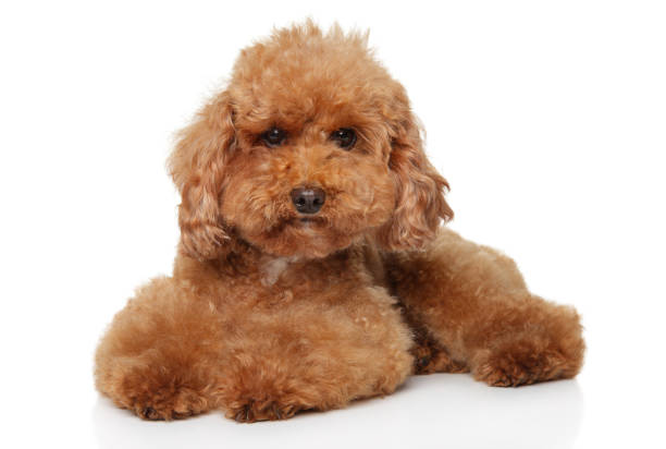 istock Red Toy Poodle puppy lying on white background 1164589504