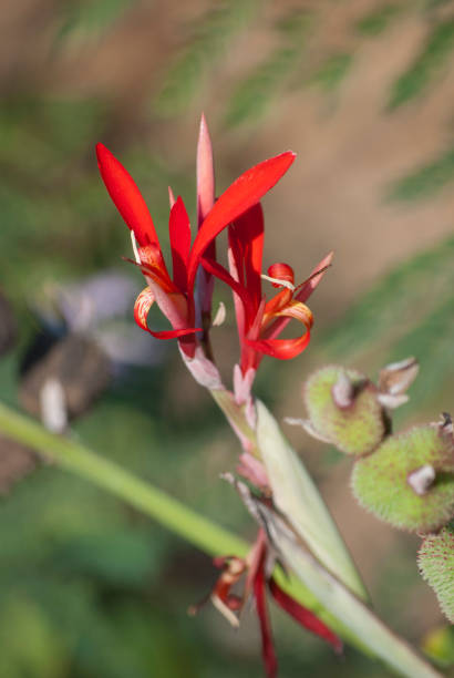 istock cane flower of india 1164593037