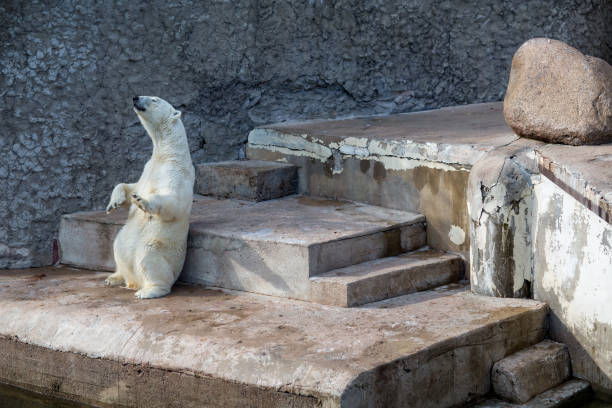 istock Polar bear tanning after swimming in water 1164593880