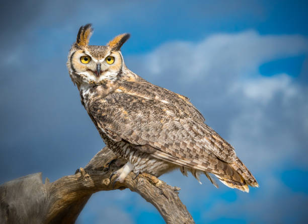 istock Great Horned Owl in Sonoran Desert Daytime 1164594497