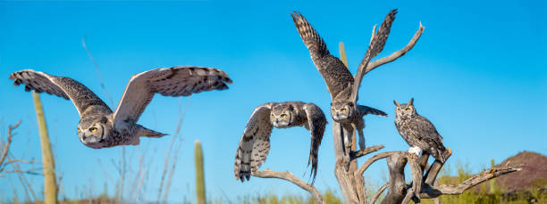 istock Great Horned Owl in Sonoran Desert Daytime Flying Sequence 1164595062