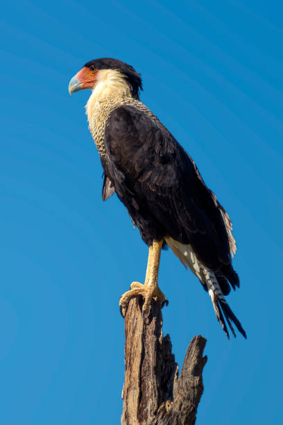 istock Crested Caracara Caracara cheriway Perched on Branch 1164595064