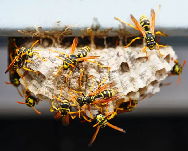 Photo of Wasp Nest Macro