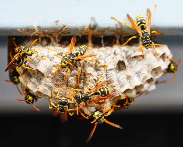 wasp yuva makro - avrupa eşek arısı stok fotoğraflar ve resimler