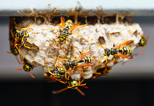 A wasp nest, with open honeycombs, without larvae and wasps, was left hanging on the grass.