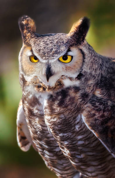 istock Great Horned Owl in Sonoran Desert Daytime Close up 1164595101