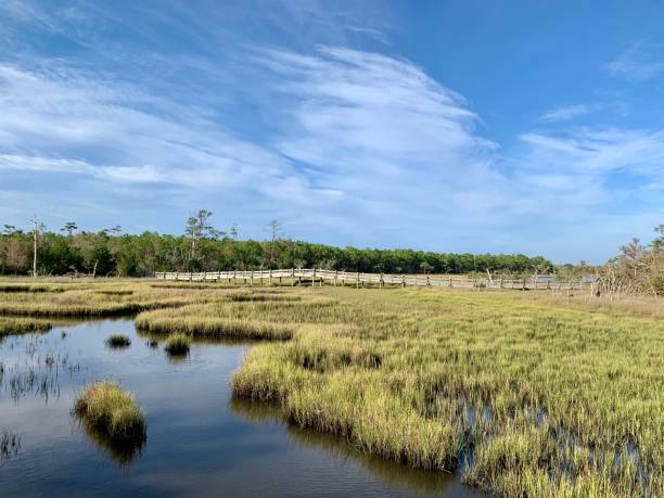 istock Beautiful summer morning in a tidal estuary marsh 1164595391