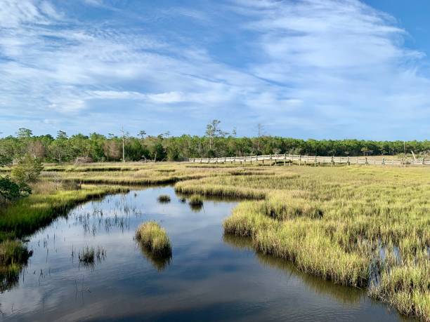 istock Beautiful summer morning in a tidal estuary marsh 1164595393