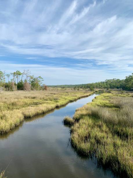 istock Beautiful summer morning in a tidal estuary marsh 1164595396