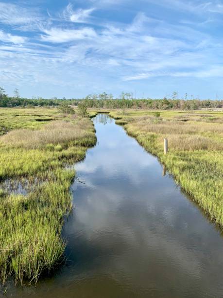 istock Beautiful summer morning in a tidal estuary marsh 1164595402