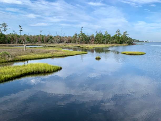 istock Beautiful, tranquil summer morning in a tidal estuary marsh surrounded by long leaf pine tree forest. 1164595403