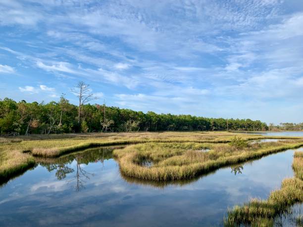 istock Beautiful, tranquil summer morning in a tidal estuary marsh surrounded by long leaf pine tree forest. 1164595411