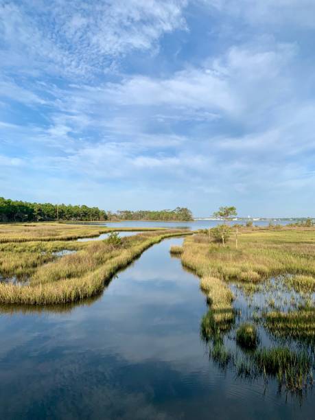 istock Beautiful summer morning in a tidal estuary marsh 1164595422